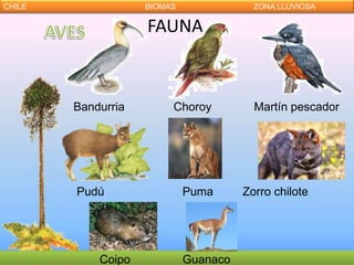 CHILE               BIOMAS               ZONA LLUVIOSA

                    FAUNA



        Bandurria        Choroy          Martín pescador




        Pudú                 Puma      Zorro chilote




            Coipo            Guanaco
 