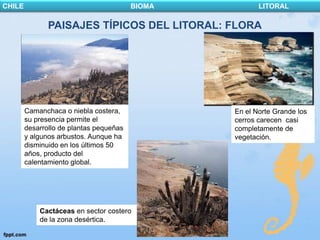 CHILE                                    BIOMA          LITORAL

               PAISAJES TÍPICOS DEL LITORAL: FLORA




        Camanchaca o niebla costera,             En el Norte Grande los
        su presencia permite el                  cerros carecen casi
        desarrollo de plantas pequeñas           completamente de
        y algunos arbustos. Aunque ha            vegetación.
        disminuido en los últimos 50
        años, producto del
        calentamiento global.




            Cactáceas en sector costero
            de la zona desértica.
 