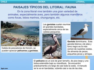 CHILE                               BIOMA                                   LITORAL

            PAISAJES TÍPICOS DEL LITORAL: FAUNA
               En la zona litoral vive también una gran variedad de
        animales, especialmente aves, pero también algunos mamíferos
        como focas, lobos marinos, chungungos, etc.

                                         Las gaviotas suelen reunirse
                                         en grandes bandadas,
                                         especialmente cerca de las
                                         caletas pesqueras.



                                                                   Gaviota dominicana. Esta
                                                                   gaviota blanca y de alas y
                                                                   lomo negro es la más
Caleta de pescadores de Horcón, se                                 común de nuestras costas.
pueden apreciar pelícanos y gaviotas.                              Se alimenta de peces,
                                                                   pequeñas jaivas y almejas.


                                El pelícano es un ave de gran tamaño, de pico largo y una
                                bolsa extensible bajo su mandíbula. Se encuentra
                                prácticamente a lo largo de casi toda la costa. A menudo
                                se la ve en bandadas, volando casi a ras de las olas.
 