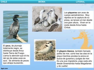 CHILE                            BIOMA                         LITORAL




                                                 Los piqueros son aves de
                                                 cuerpo aerodinámico. Muy
                                                 rápidos en la captura de su
                                                 presa, se lanzan al mar desde
                                                 una gran altura. Viven en la
                                                 costa desde Arica hasta
                                                 Chiloé.




 El yeco, de plumaje
 totalmente negro, se
 distribuye desde Arica                  El playero blanco, también llamado
 hasta Tierra del Fuego.                 pollito de mar, corre tras las olas en la
 Llama la atención que el iris           playa mientras picotea la arena en
 del ojo de estas aves es                busca de gusanos y pulgas de mar.
 azul. Se alimenta de peces              Es una ave migratoria ¡viaja cada año
 que atrapa buceando.                    desde Groenlandia hasta Magallanes
                                         y de vuelta!.
 