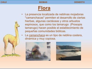 CHILE                BIOMAS                     DESIERTO


                    Flora
        • La presencia localizada de neblinas mojadoras
          "camanchacas" permiten el desarrollo de ciertas
          hierbas, algunas cactáceas y otros arbustos
          espinosos, que como los tamarugo (Prosopis
          tamarugo) hacen posible el establecimiento de
          pequeñas comunidades bióticas.
        • La camanchaca es un tipo de neblina costera,
          dinámica y muy copiosa.
 