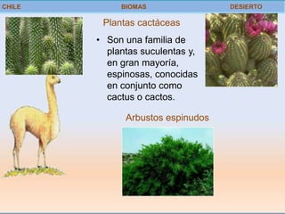CHILE        BIOMAS                DESIERTO

         Plantas cactáceas
        • Son una familia de
          plantas suculentas y,
          en gran mayoría,
          espinosas, conocidas
          en conjunto como
          cactus o cactos.

              Arbustos espinudos
 