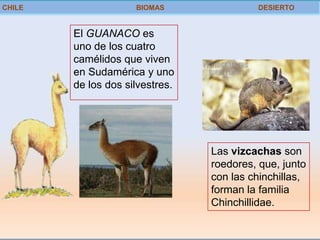 CHILE                BIOMAS               DESIERTO


        El GUANACO es
        uno de los cuatro
        camélidos que viven
        en Sudamérica y uno
        de los dos silvestres.




                                 Las vizcachas son
                                 roedores, que, junto
                                 con las chinchillas,
                                 forman la familia
                                 Chinchillidae.
 