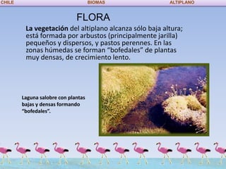 CHILE                                BIOMAS              ALTIPLANO


                              FLORA
         La vegetación del altiplano alcanza sólo baja altura;
         está formada por arbustos (principalmente jarilla)
         pequeños y dispersos, y pastos perennes. En las
         zonas húmedas se forman “bofedales” de plantas
         muy densas, de crecimiento lento.




        Laguna salobre con plantas
        bajas y densas formando
        “bofedales”.
 