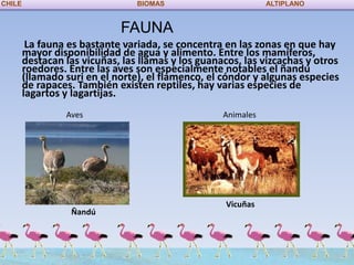 CHILE                            BIOMAS                        ALTIPLANO


                             FAUNA
         La fauna es bastante variada, se concentra en las zonas en que hay
        mayor disponibilidad de agua y alimento. Entre los mamíferos,
        destacan las vicuñas, las llamas y los guanacos, las vizcachas y otros
        roedores. Entre las aves son especialmente notables el ñandú
        (llamado suri en el norte), el flamenco, el cóndor y algunas especies
        de rapaces. También existen reptiles, hay varias especies de
        lagartos y lagartijas.
                 Aves                               Animales




                                                     Vicuñas
                  Ñandú
 