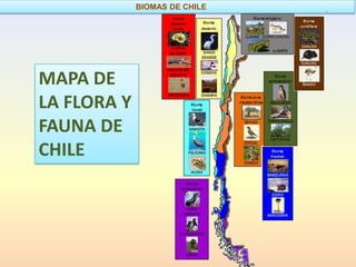 BIOMAS DE CHILE




MAPA DE
LA FLORA Y
FAUNA DE
CHILE
 
