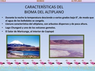CHILE                          BIOMAS                        ALTIPLANO


                    CARACTERÍSTICAS DEL
                    BIOMA DEL ALTIPLANO
 • Durante la noche la temperatura desciende a varios grados bajo 0°, de modo que
   el agua de los bofedales se congela.
 • Llanura característica del altiplano, con arbustos dispersos y de poca altura.
 • Lago Chungará y uno de los volcanes gemelos.
 • El Salar de Maricunga, al interior de Copiapó
 