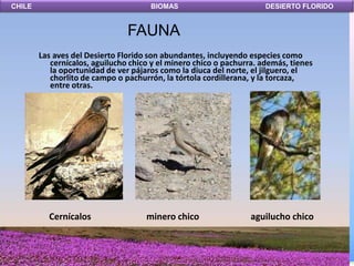 CHILE                                 BIOMAS                          DESIERTO FLORIDO


                                FAUNA
        Las aves del Desierto Florido son abundantes, incluyendo especies como
           cernícalos, aguilucho chico y el minero chico o pachurra. además, tienes
           la oportunidad de ver pájaros como la diuca del norte, el jilguero, el
           chorlito de campo o pachurrón, la tórtola cordillerana, y la torcaza,
           entre otras.




          Cernícalos                 minero chico                 aguilucho chico
 