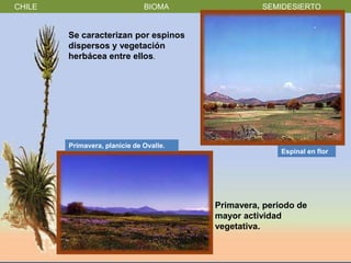 CHILE                          BIOMA               SEMIDESIERTO


        Se caracterizan por espinos
        dispersos y vegetación
        herbácea entre ellos.




        Primavera, planicie de Ovalle.
                                                        Espinal en flor




                                         Primavera, periodo de
                                         mayor actividad
                                         vegetativa.
 