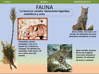 CHILE                          BIOMA        SEMIDESIERTO

                      FAUNA lagartijas,
         La fauna es variada, destacando
             mamíferos y aves.




                                          Zorro Chilla, vive solo o en
                                        pareja. Se alimentan de aves,
                                       pequeños mamíferos y frutas.

        Chinchilla, animal
        protegido, vive en el
        sector de La Serena y
        Copiapó. Se destaca su
        suavidad, mide aprox. 20              Gato montés, alcanza
        cm y tiene una cola                   60 cm de longitud,
        peluda.                               vive entre arbustos y
                                              árboles. Se alimenta
                                              de aves y roedores.
 