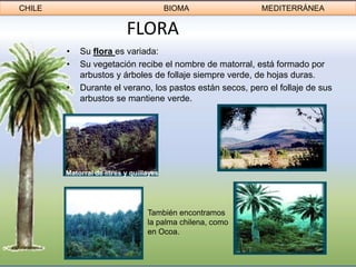 CHILE                                    BIOMA             MEDITERRÁNEA

                           FLORA
        •   Su flora es variada:
        •   Su vegetación recibe el nombre de matorral, está formado por
            arbustos y árboles de follaje siempre verde, de hojas duras.
        •   Durante el verano, los pastos están secos, pero el follaje de sus
            arbustos se mantiene verde.




        Matorral de litres y quillayes




                                  También encontramos
                                  la palma chilena, como
                                  en Ocoa.
 