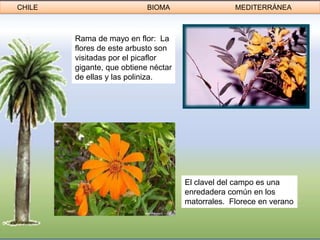 CHILE                       BIOMA                  MEDITERRÁNEA



        Rama de mayo en flor: La
        flores de este arbusto son
        visitadas por el picaflor
        gigante, que obtiene néctar
        de ellas y las poliniza.




                                      El clavel del campo es una
                                      enredadera común en los
                                      matorrales. Florece en verano
 
