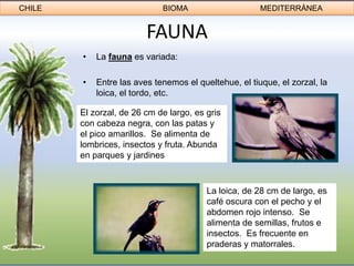 CHILE                        BIOMA                     MEDITERRÁNEA


                         FAUNA
        •   La fauna es variada:

        •   Entre las aves tenemos el queltehue, el tiuque, el zorzal, la
            loica, el tordo, etc.

        El zorzal, de 26 cm de largo, es gris
        con cabeza negra, con las patas y
        el pico amarillos. Se alimenta de
        lombrices, insectos y fruta. Abunda
        en parques y jardines



                                         La loica, de 28 cm de largo, es
                                         café oscura con el pecho y el
                                         abdomen rojo intenso. Se
                                         alimenta de semillas, frutos e
                                         insectos. Es frecuente en
                                         praderas y matorrales.
 