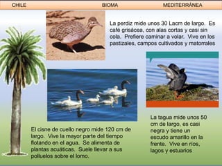 CHILE                              BIOMA                   MEDITERRÁNEA


                                      La perdiz mide unos 30 Lacm de largo. Es
                                      café grisácea, con alas cortas y casi sin
                                      cola. Prefiere caminar a volar. Vive en los
                                      pastizales, campos cultivados y matorrales




                                                      La tagua mide unos 50
                                                      cm de largo, es casi
        El cisne de cuello negro mide 120 cm de       negra y tiene un
        largo. Vive la mayor parte del tiempo         escudo amarillo en la
        flotando en el agua. Se alimenta de           frente. Vive en ríos,
        plantas acuáticas. Suele llevar a sus         lagos y estuarios
        polluelos sobre el lomo.
 