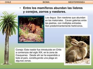 CHILE                             BIOMA                  MEDITERRÁNEA


           • Entre los mamíferos abundan las liebres
             y conejos, zorros y roedores.
                                    Los degus: Son roedores que abundan
                                    en los matorrales. Cavan galerías entre
                                    las piedras, con múltiples entradas.
                                    Son predominantemente herbívoros.




        Conejo: Este roedor fue introducido en Chile
        a comienzos del siglo XIX, en la zona de
        Cauquenes. Desde ahí se ha expandido a
        todo el país, constituyendo una plaga en
        algunas zonas.
 