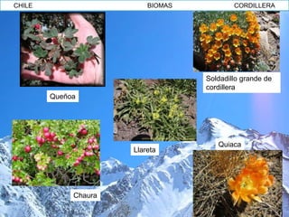 CHILE                     BIOMAS           CORDILLERA




                                   Soldadillo grande de
                                   cordillera
        Queñoa




                                      Quiaca
                      Llareta




             Chaura
 