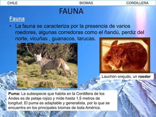 CHILE                                    BIOMAS                    CORDILLERA

                             FAUNA
Fauna
• La fauna se caracteriza por la presencia de varios
  roedores, algunas corredoras como el ñandú, perdiz del
  norte, vicuñas , guanacos, tarucas.




                                                      Lauchón orejudo, un roedor



Puma: La subespecie que habita en la Cordillera de los
Andes es de pelaje rojizo y mide hasta 1,5 metros de
longitud. El puma es adaptable y generalista, por lo que se
encuentra en los principales biomas de toda América.
 