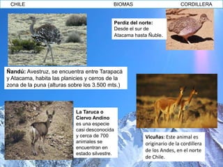 CHILE                                     BIOMAS                          CORDILLERA


                                               Perdiz del norte:
                                               Desde el sur de
                                               Atacama hasta Ñuble.




Ñandú: Avestruz, se encuentra entre Tarapacá
y Atacama, habita las planicies y cerros de la
zona de la puna (alturas sobre los 3.500 mts.)



                           La Taruca o
                           Ciervo Andino
                           es una especie
                           casi desconocida
                           y cerca de 700                  Vicuñas: Este animal es
                           animales se                     originario de la cordillera
                           encuentran en
                                                           de los Andes, en el norte
                           estado silvestre.
                                                           de Chile.
 