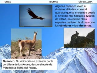 CHILE                                BIOMAS                    CORDILLERA

                                             Algunas especies viven a
                                             distintas altitudes, como el
                                             guanaco que se encuentra desde
                                             el nivel del mar hasta los 4250 m
                                             de altitud, en cambio otras
                                             especies prefieren la altura como
                                             los cóndores y las vizcachas.




Guanaco: Su ubicación se extiende por la
cordillera de los Andes, desde el norte de
Perú hasta Tierra del Fuego,
 