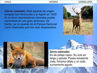 CHILE                                BIOMAS                  CORDILLERA



Ciervo colorado: Esta especie de origen
europeo fue introducida a la región en 1922.
Al no tener depredadores naturales puede
convertirse en una gran amenaza. De
hecho, ya no quedan en el Parque Nacional
Lanín Huemules que han sido desplazados.




                                     Zorro colorado:
                                     Es de pelaje rojizo. Su cola es
                                     larga y peluda. Posee excelente
                                     vista, finísimo olfato y un oído
                                     sumamente agudo.
 
