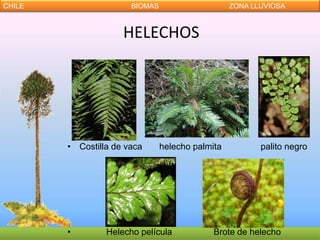 CHILE                  BIOMAS                     ZONA LLUVIOSA



                     HELECHOS




        • Costilla de vaca      helecho palmita          palito negro




        •        Helecho película            Brote de helecho
 