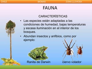 CHILE              BIOMAS             ZONA LLUVIOSA


                       FAUNA
                     CARACTERÍSTICAS
        • Las especies están adaptadas a las
          condiciones de humedad, bajas temperaturas
          y escasa iluminación en el interior de los
          bosques.
        • Abundan insectos y anfibios, como por
          ejemplo:




            Ranita de Darwin        ciervo volador
 