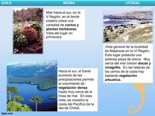 CHILE              BIOMA                               LITORAL

        Más hacia el sur, en la
        V Región, en el borde
        costero crece una
        variedad de cactus y
        plantas herbáceas.
        Vista del lugar en
        primavera.

                                           Vista general de la localidad
                                           de Matanzas en la VI Región.
                                           Este lugar presenta una
                                           extensa playa de arena. Muy
                                           cerca del mar crecen docas y
                                           vinagrillo. En las laderas de
                Hacia el sur, el fuerte    los cerros de la costa hay
                aumento de las             bastante vegetación
                precipitaciones permite    arbustiva.
                el crecimiento de
                vegetación densa
                hasta muy cerca de la
                línea de mar. En esta
                vista, se muestra la
                costa del Pacífico de la
                isla de Chiloé.
 