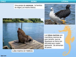 CHILE                         BIOMA                                LITORAL

          Una pareja de carancas , la hembra
          es negra y el macho blanco.




                                               Los lobos marinos son
                                               mamíferos marinos de
                                               gran tamaño, que se
                                               desplazan en tierra con
                                               dificultad pero nadan
                                               ágilmente. Se alimentan
                                               de peces.

        Lobo marino en Valdivia
 