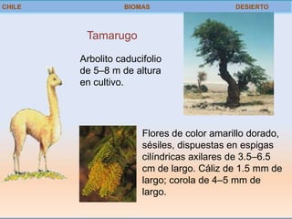 CHILE             BIOMAS                    DESIERTO



         Tamarugo

        Arbolito caducifolio
        de 5–8 m de altura
        en cultivo.




                       Flores de color amarillo dorado,
                       sésiles, dispuestas en espigas
                       cilíndricas axilares de 3.5–6.5
                       cm de largo. Cáliz de 1.5 mm de
                       largo; corola de 4–5 mm de
                       largo.
 