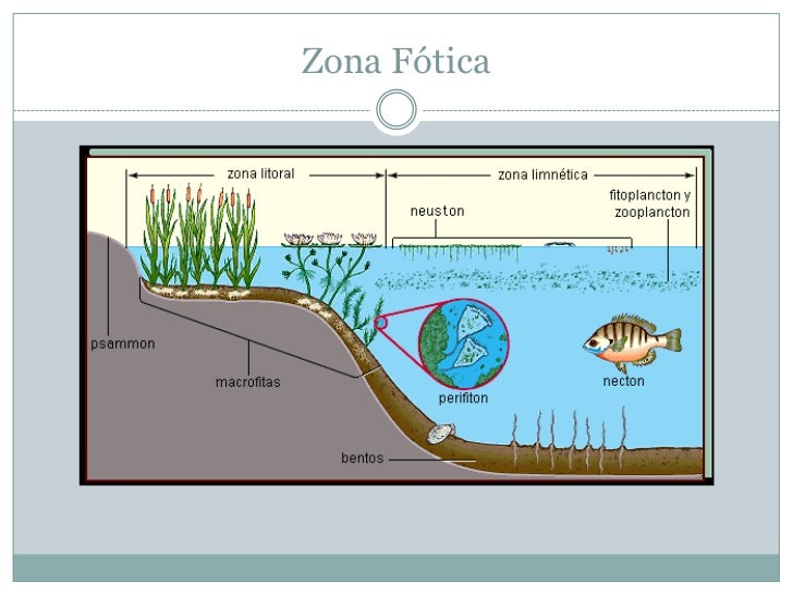 Los Biomas Del Mundo