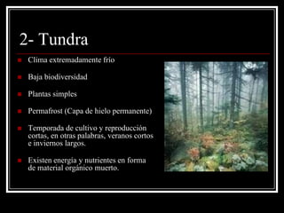 2- Tundra
   Clima extremadamente frío

   Baja biodiversidad

   Plantas simples

   Permafrost (Capa de hielo permanente)

   Temporada de cultivo y reproducción
    cortas, en otras palabras, veranos cortos
    e inviernos largos.

   Existen energía y nutrientes en forma
    de material orgánico muerto.
 