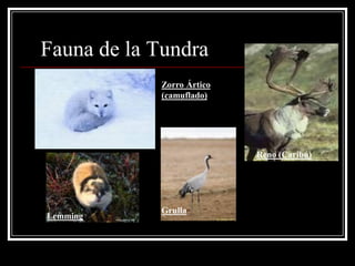 Fauna de la Tundra
            Zorro Ártico
            (camuflado)




                           Reno (Caribú)




            Grulla
Lemming
 