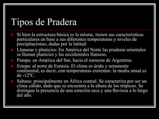 Tipos de Pradera
   Si bien la estructura básica es la misma, tienen sus características
    particulares en base a sus diferentes temperaturas y niveles de
    precipitaciones, dadas por la latitud:
   Llanuras y planicies: En América del Norte las praderas orientales
    se llaman planicies y las occidentales llanuras.
   Pampa: en América del Sur, hacia el suroeste de Argentina.
   Estepa: al norte de Eurasia. El clima es árido y netamente
    continental, es decir, con temperaturas extremas: la media anual es
    de -12ºC.
   Sabana: principalmente en África central. Se caracteriza por ser un
    clima cálido, dado que se encuentra a la altura de los trópicos. Se
    distingue la presencia de una estación seca y una lluviosa a lo largo
    del año.
 