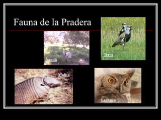 Fauna de la Pradera


                         Teros
       Ñandú


               Mulita




                        Lechuza
 