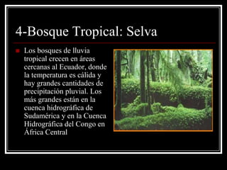 4-Bosque Tropical: Selva
   Los bosques de lluvia
    tropical crecen en áreas
    cercanas al Ecuador, donde
    la temperatura es cálida y
    hay grandes cantidades de
    precipitación pluvial. Los
    más grandes están en la
    cuenca hidrográfica de
    Sudamérica y en la Cuenca
    Hidrográfica del Congo en
    África Central
 