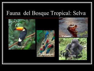 Fauna del Bosque Tropical: Selva


                          Caimán


    Tucán

             Guacamayos
                              Gorila
 
