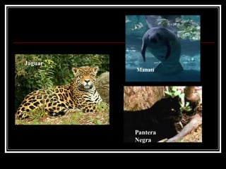 Jaguar
         Manatí




         Pantera
         Negra
 