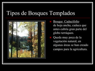 Tipos de Bosques Templados
                   Bosque Caducifolio
                    de hoja ancha, caduca que
                    antes cubría gran parte del
                    globo terráqueo.
                   Queda muy poca de la
                    vegetación natural, en
                    algunas áreas se han creado
                    campos para la agricultura.
 