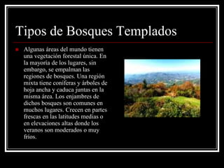 Tipos de Bosques Templados
   Algunas áreas del mundo tienen
    una vegetación forestal única. En
    la mayoría de los lugares, sin
    embargo, se empalman las
    regiones de bosques. Una región
    mixta tiene coníferas y árboles de
    hoja ancha y caduca juntas en la
    misma área. Los enjambres de
    dichos bosques son comunes en
    muchos lugares. Crecen en partes
    frescas en las latitudes medias o
    en elevaciones altas donde los
    veranos son moderados o muy
    fríos.
 