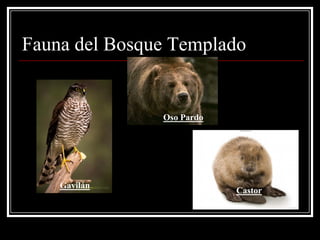 Fauna del Bosque Templado


               Oso Pardo




    Gavilán
                           Castor
 