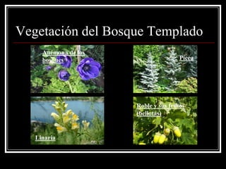 Vegetación del Bosque Templado
     Anémona de los
     bosques                          Pícea




                      Roble y sus frutos
                      (bellotas)


   Linaria
 
