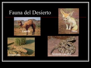 Fauna del Desierto


             Camello                        Dingo




Salamandra             Serpiente Cascabel
 