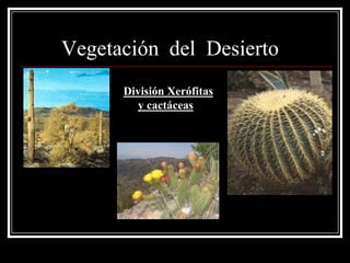 Vegetación del Desierto
      División Xerófitas
        y cactáceas
 