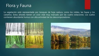 Flora y Fauna
La vegetación está representada por bosques de hoja caduca, como los robles, las hayas y los
castaños. Estos árboles tienen un ciclo vital muy marcado por las cuatro estaciones. Los suelos
contienen abundante humus con alta actividad de los descomponedores.
 