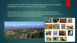 La vegetación es pirófita, es decir, está adaptada al fuego. Este es un agente
perturbador frecuente y constituye un factor limitante.
Estas tierras se han convertido desde hace siglos en campos de cultivo y
zonas urbanizadas. La fauna es variada y poco especializada, adaptada a los
cambios frecuentes de las condiciones climáticas.
 