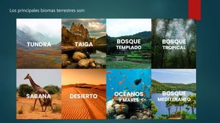 Los principales biomas terrestres son:
 