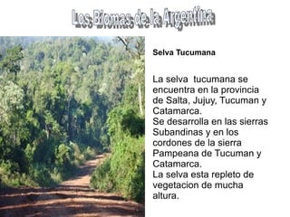 Selva Tucumana La selva  tucumana se encuentra en la provincia de Salta, Jujuy, Tucuman y Catamarca. Se desarrolla en las sierras Subandinas y en los cordones de la sierra Pampeana de Tucuman y Catamarca. La selva esta repleto de vegetacion de mucha altura. Los Biomas de la Argentina 