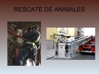 RESCATE DE ANIMALES