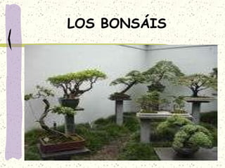 LOS BONSÁIS 