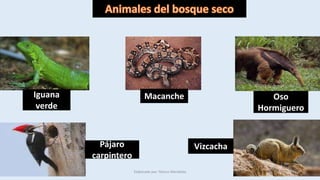 Pájaro Vizcacha 
carpintero 
Elaborado por: Marco Mendieta 
Iguana 
verde 
Macanche Oso 
Hormiguero 
 